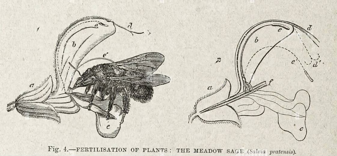 diagram of bee pollinating the flower, with curved stamen poking it in the back