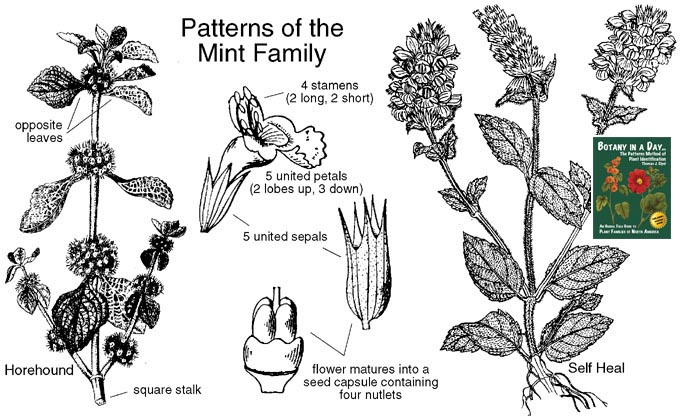Identification guide for mint family showing up close black and white drawings of plants, pointing out fused petals and sepals