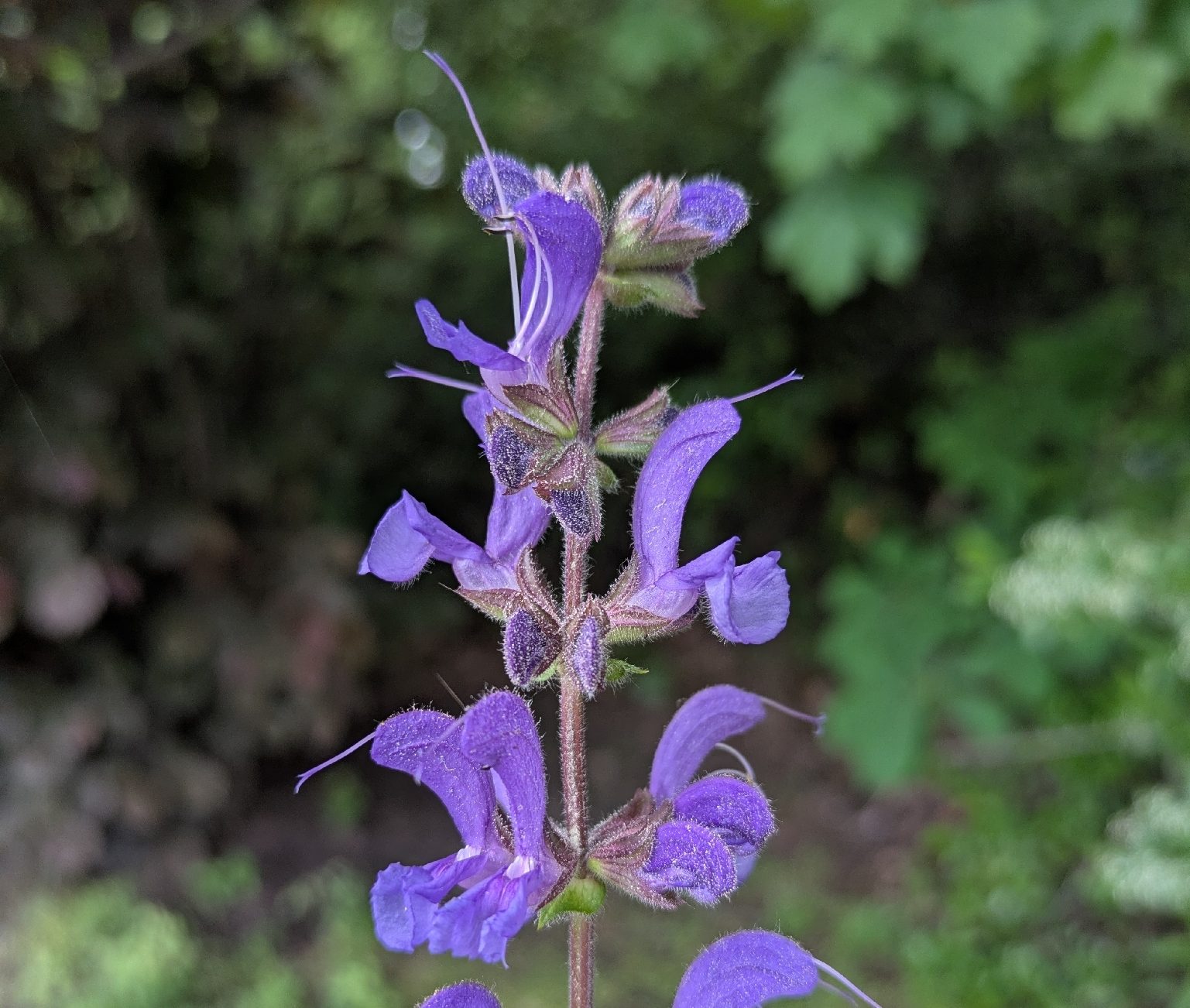 purple flowers that look like a set of jaws pop out from the vertical stem of a plant